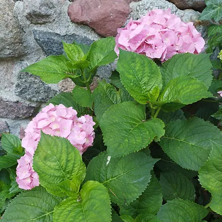 Lodge Letniskowy Hortensja 2 Os Misdroy