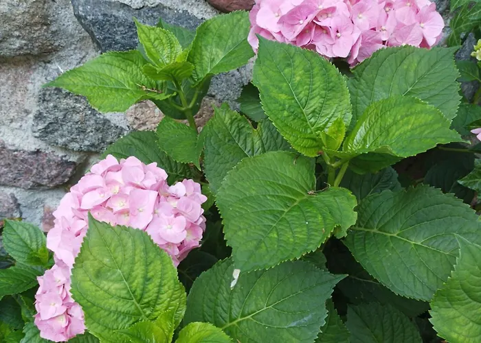 Деревянный коттедж Letniskowy Hortensja 2 Os Мендзыздрое